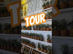 Are these the best Pineapples on the planet??? Maui Gold Pineapple Company 🍍