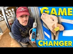 Preventing Coccidiosis In Our Cattle | Oyster Box | Tool Help