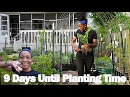 Urban Homesteading - Planting in Shade | Quail & Chicken Egg Harvest (Less Talking, More Working)