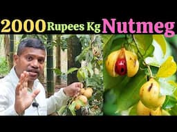 2000 rupees kg, जायफल की खेती, Nutmeg farming in india, nutmeg cultivation, #nutmeg  #nutmegfarming