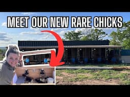 We FINALLY Got These Rare Baby Chicks! | 55 Flowery Hen & Shetlands in the Brooder