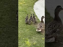 Baby Mallard Ducklings on my Golf Course