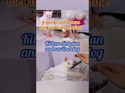 kittens diet and routine #cat #shorts #trending