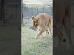 Illiana and Tomoyo's first enrichment 🦁🌿| FOUR PAWS