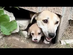 Hiding in the basement of the villa, she helplessly watched her five children cry from hunger