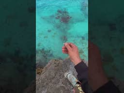 Unmasking the Invisible - Epic Squid Catching & Dispatching Techniques Revealed!