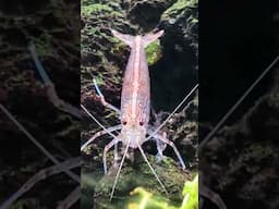 CLEANING CREW #aquariumfish ##youtubeshorts #shorts