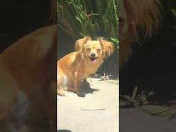 Shakira In The Sun, it's 93 degrees!