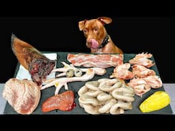 Best ASMR Dog In The World