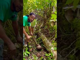 How to remove a coconut sucker #jamaicasunrisetv #sunriseboss #yardmanstyle #caribbean ￼