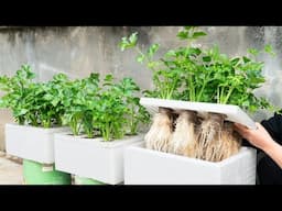 I Had No Soil, No Garden... But I Still Grow Tons of Celery