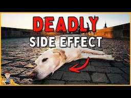 The dog pain killer side effect nobody is talking about (veterinarian reveals)