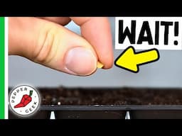 Are You Starting Pepper Seeds Too Early?