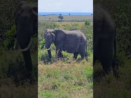 Enjoy This Elephant Sighting!! | #Wildlife #ShortsAfrica