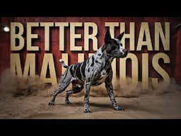 10 Dog Breeds Better than Malinois