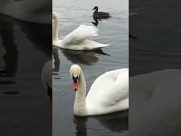 ducks and swans river don