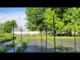 Saturday Garden Walk Through May 17, 2025