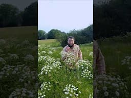 Hemlock Water Dropwort! One Of The Deadliest Plants On Earth! 🌍 #poisonousplants #shorts
