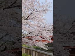 Sakura Cherry Blossom in Tokyo 🌸 桜 @ochikeron