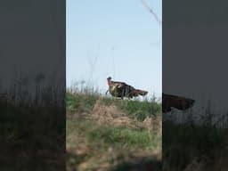 This ol’ tom chose violence! #walkaway #turkey #spring