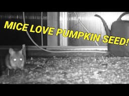 Mice in the greenhouse is devastating , especially pumpkin seed