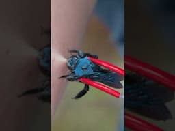 Blue Carpenter Bee BIT Me!