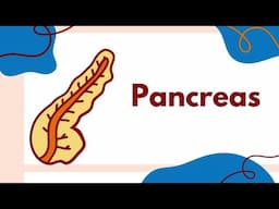 Human Pancreas - its structure, functions and pancreatic diseases