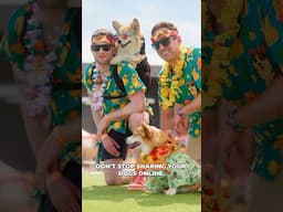 #ad This is what the biggest dog party in the world looks like