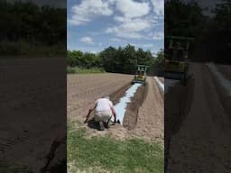 2nd succession prep, cover crops & beans planted