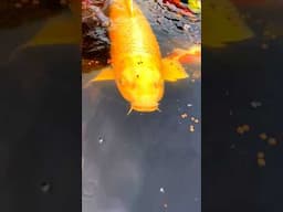 Feeding Stunning Jumbo Japanese Koi Fish