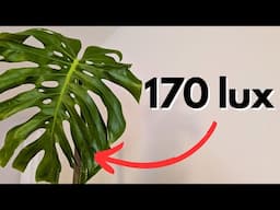 Low light is the only thing that kills your Monstera