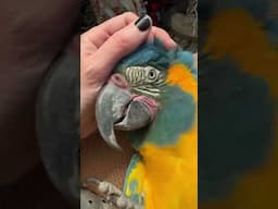 Hormonal trigger: beak touching ❌ #birds #parrots #parroteducation #macaw