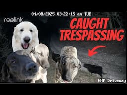 4 GIANT GUARD DOGS TEAM UP TO SCARE OFF INTRUDERS (CAUGHT ON CAMERA)