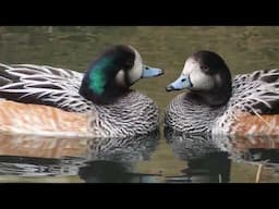 Chiloé wigeon (Mareca sibilatrix) bonded pair