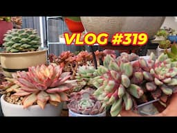 SUCCULENT QUICKIE PROPAGATION USING COCO COIR or PEAT | VLOG #319 - Growing Succulents with LizK