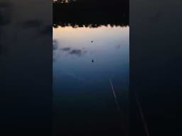 Bats Helping Me While Fishing #palmettoprepared #bats