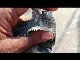Khalifa Davinder Singh Pigeon pairing informative video. #pigeons #pigeon