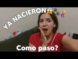 YA SOY ABUELA🐶😱🤰🐾🐾fueron 4 integrantes me asuste 🥹