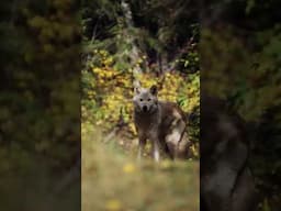 Howling Beauty 🐺 #wolf #wolfdog #documentary #nature