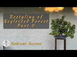 Japanese Maple Forest - Restyling of Neglected Tree Part 4 - Bonsai Technique - Baikoen Bonsai Club