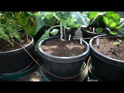 See What Happens When You Garden at Odd Hours!