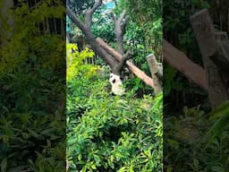 #panda #singaporezoo #singapore #animalkingdom #mandai #indiansafari #sentosabeach #trending