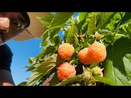 Growing Raspberries in Containers #garden