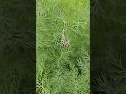 Save this caterpillar, Don't kill this one... Swallowtail Butterfly || DHBG #swallowtail