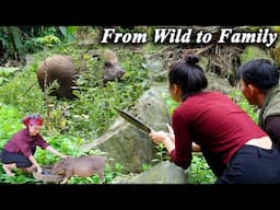 How I Tamed a Wild Boar in the Jungle - Trapping, Feeding, Taming – Full Journey