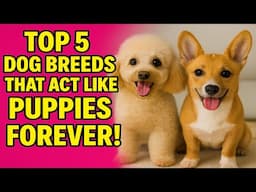 Top 5 Dog Breeds That Act Like Puppies Forever!