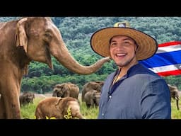 Así es la VIDA de los ELEFANTES en Tailandia 🇹🇭🐘 ¡Lo que NO TE DICEN!