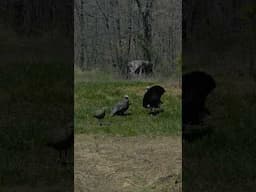 Turkey vs 3 1/2 long beard xr’s #hunting #outdoors #wildlife #shorts