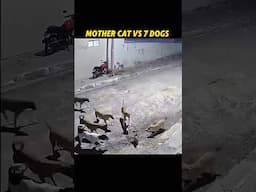 WHEN CAT FIGHT 7DIGS TO SACE CAT #funny #cat #animallife #catlovers