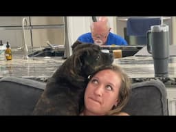 This Is How Our Staffy Reacts to a Total Stranger 😍 | Meet Puddy